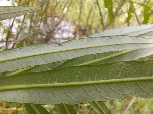Salix viminalis (basket willow)