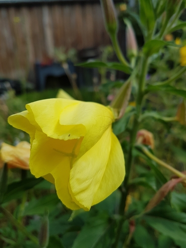 Oenothera glazioviana (Large-flowered Evening-primrose)