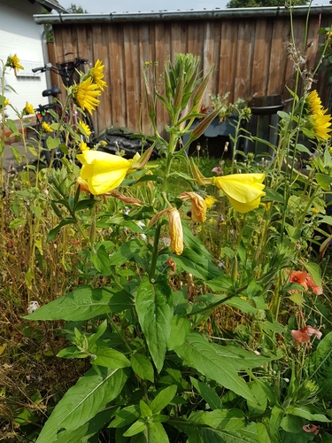 Oenothera glazioviana (Large-flowered Evening-primrose)
