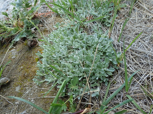 Antennaria rosea (Rosy Pussytoes) (alternate view 6)
