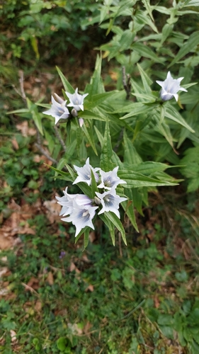 Gentiana asclepiadea (Willow Gentian)