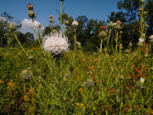 Cirsium discolor (field thistle) (alternate view 2)