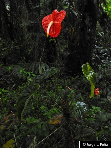Anthurium andraeanum (Flamingo Flower)