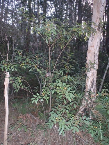 Synoum glandulosum (scentless rosewood) (alternate view 3)