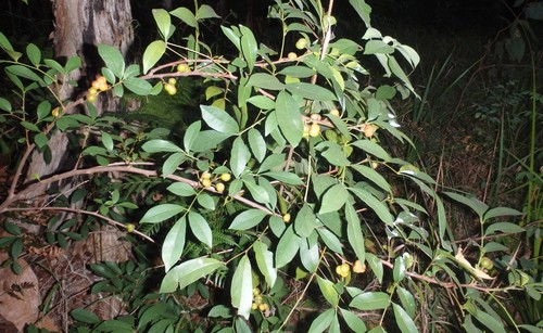 Synoum glandulosum (scentless rosewood) (alternate view 2)