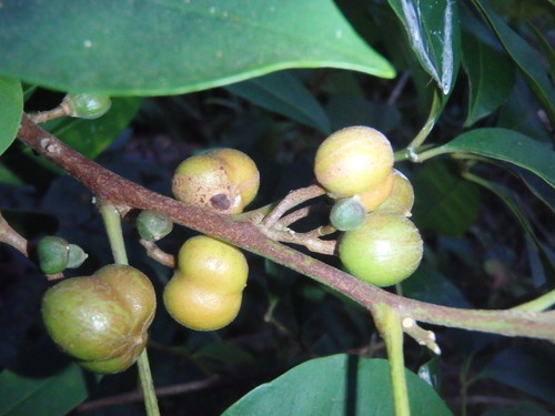 Synoum glandulosum (scentless rosewood) (alternate view 4)