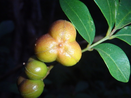 Synoum glandulosum (scentless rosewood)