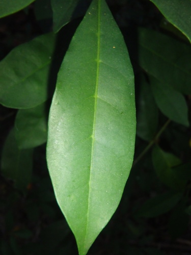 Synoum glandulosum (scentless rosewood) (alternate view 5)