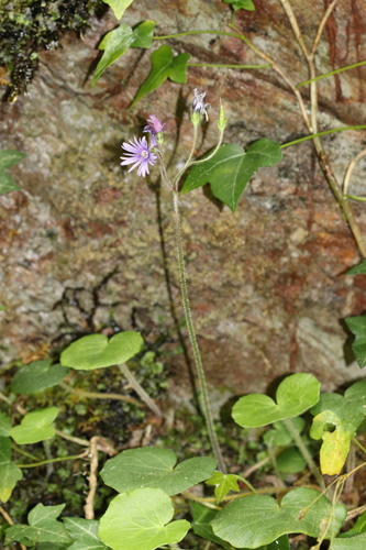 Soldanella villosa (Hairy Snowbell)