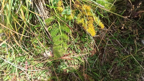 Meum athamanticum (alternate view 10)