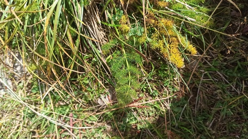 Meum athamanticum (alternate view 11)