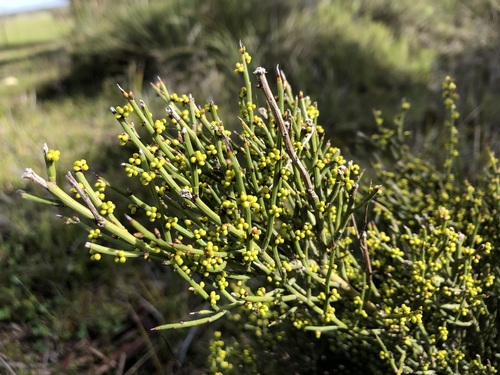 Acacia spinescens (spiny wattle)
