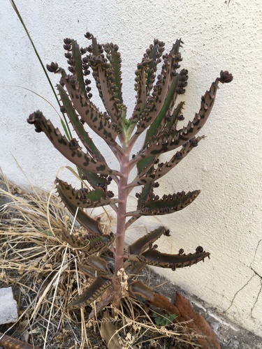 Kalanchoe × houghtonii (Alligator plant) (alternate view 8)