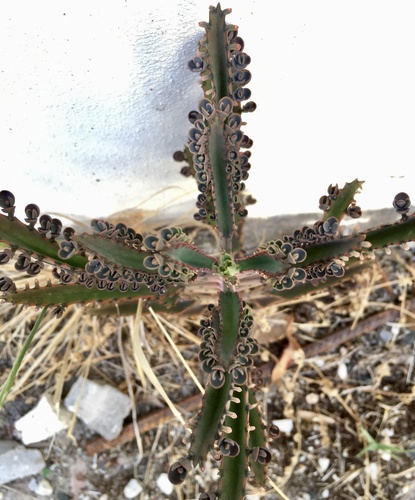 Kalanchoe × houghtonii (Alligator plant) (alternate view 9)