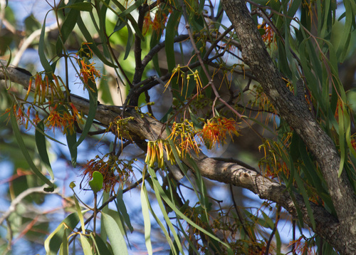 Amyema pendula (drooping mistletoe) (alternate view 4)