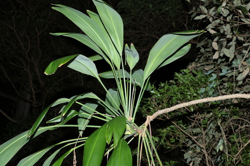 Cordyline petiolaris (Broad leaved Palm Lily) (alternate view 5)