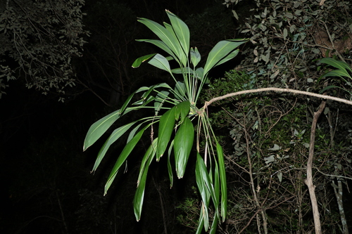 Cordyline petiolaris (Broad leaved Palm Lily) (alternate view 4)