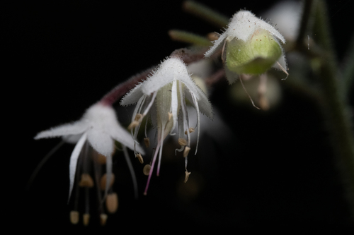 Tiarella trifoliata (foamflower) (alternate view 4)