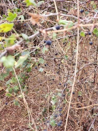 Ribes divaricatum (Coast Black Gooseberry) (alternate view 5)