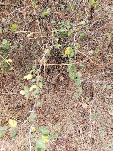 Ribes divaricatum (Coast Black Gooseberry) (alternate view 6)