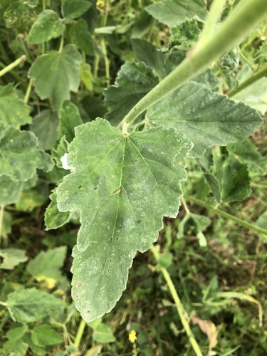 Althaea officinalis (marsh mallow) (alternate view 4)