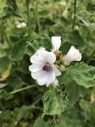 Althaea officinalis (marsh mallow) (alternate view 3)