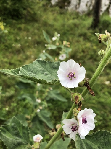 Althaea officinalis (marsh mallow) (alternate view 2)