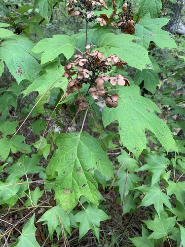 Hydrangea quercifolia (oak-leaf hydrangea) (alternate view 4)