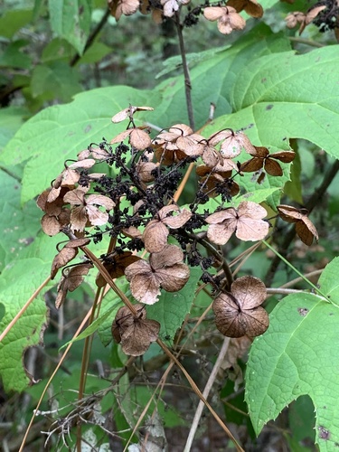 Hydrangea quercifolia (oak-leaf hydrangea) (alternate view 5)