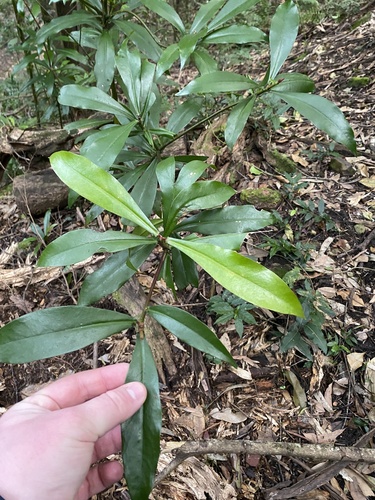 Tasmannia insipida (Brush Pepperbush)