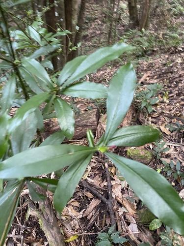 Tasmannia insipida (Brush Pepperbush) (alternate view 2)