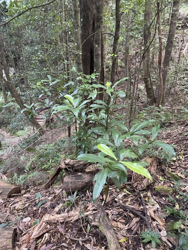 Tasmannia insipida (Brush Pepperbush) (alternate view 3)