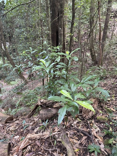 Tasmannia insipida (Brush Pepperbush) (alternate view 4)