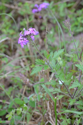 Glandularia canadensis (rose vervain) (alternate view 2)