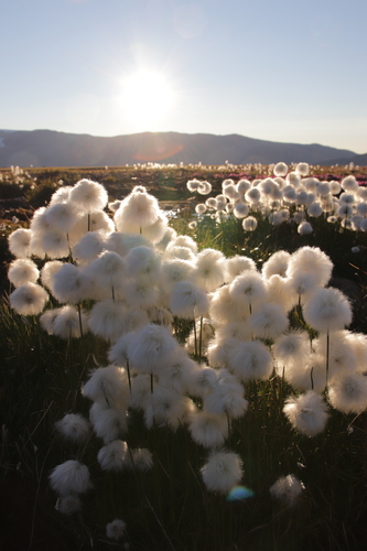 Eriophorum (Cottongrasses) (alternate view 7)