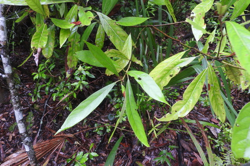 Tamala palustris (swamp redbay)