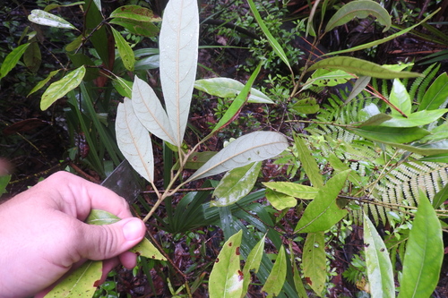 Tamala palustris (swamp redbay) (alternate view 2)