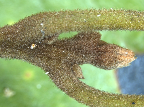 Tamala palustris (swamp redbay) (alternate view 4)