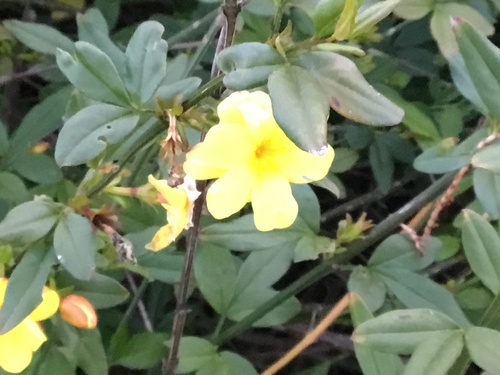 Jasminum (jasmine) (alternate view 8)