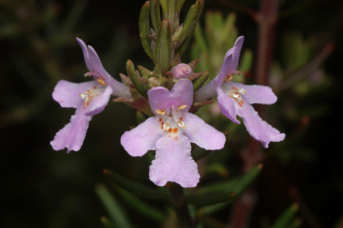 Westringia eremicola (slender westringia) (alternate view 5)
