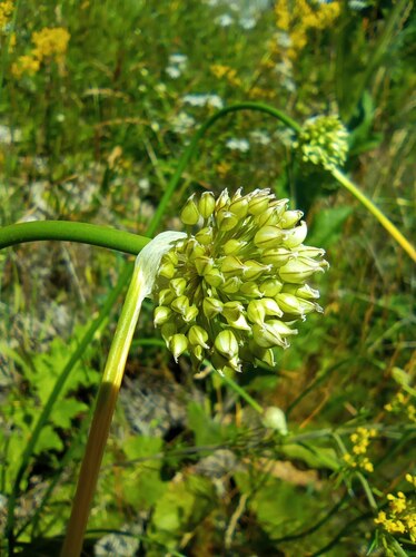 Allium obliquum