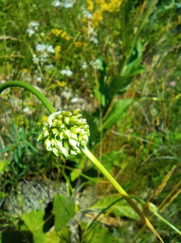Allium obliquum (alternate view 2)