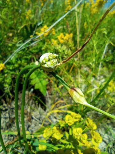 Allium obliquum (alternate view 3)