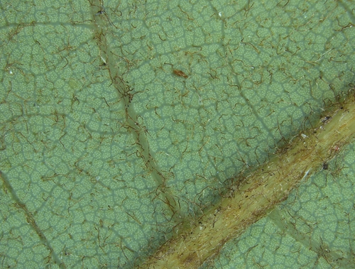 Tamala palustris (swamp redbay) (alternate view 5)