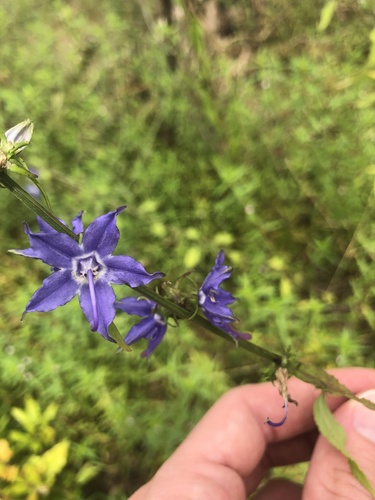 Campanulastrum americanum (tall bellflower) (alternate view 3)