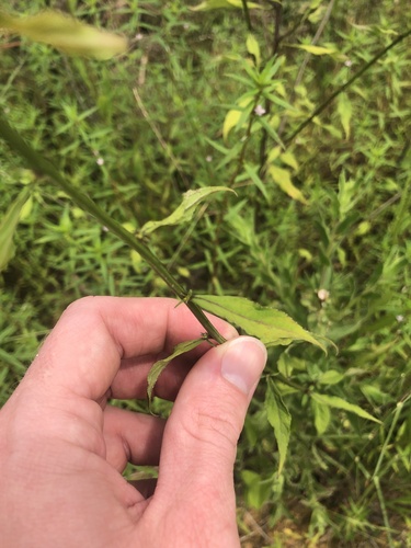 Campanulastrum americanum (tall bellflower) (alternate view 4)