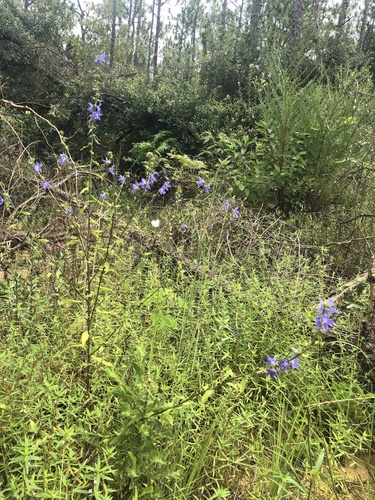 Campanulastrum americanum (tall bellflower) (alternate view 5)