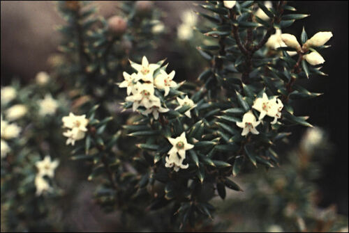 Leptecophylla parvifolia (Mountain Pinkberry) (alternate view 2)
