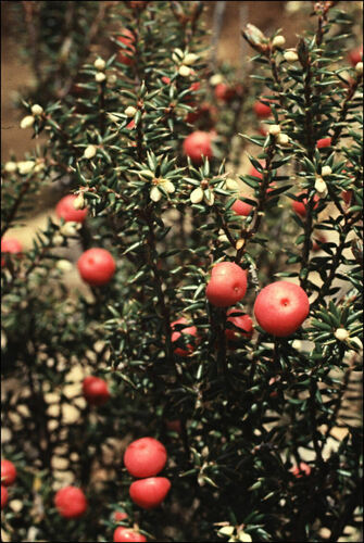 Leptecophylla parvifolia (Mountain Pinkberry) (alternate view 3)
