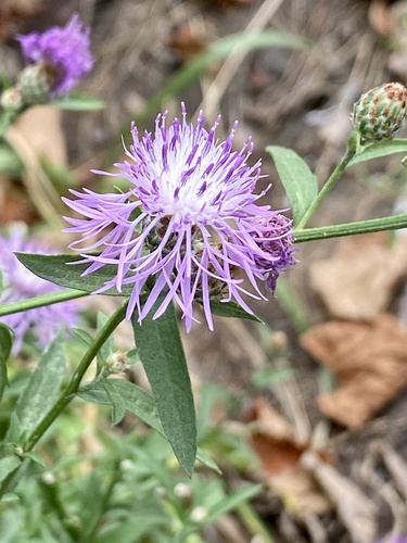 Centaurea nigrescens (meadow knapweed) (alternate view 3)